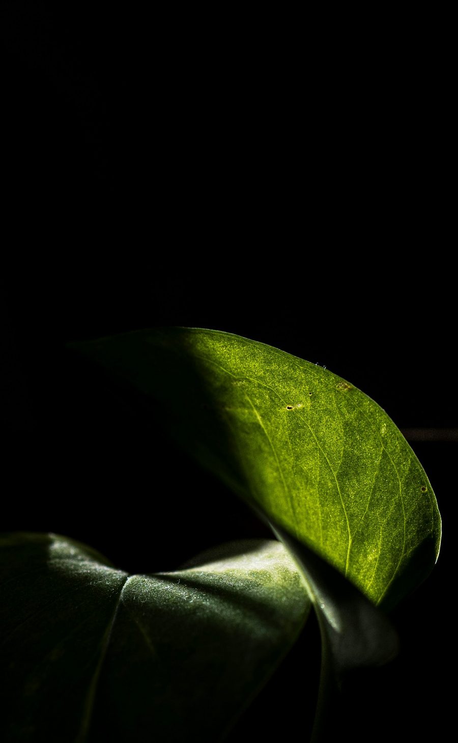 Hoja verde iluminada a contraluz sobre fondo oscuro