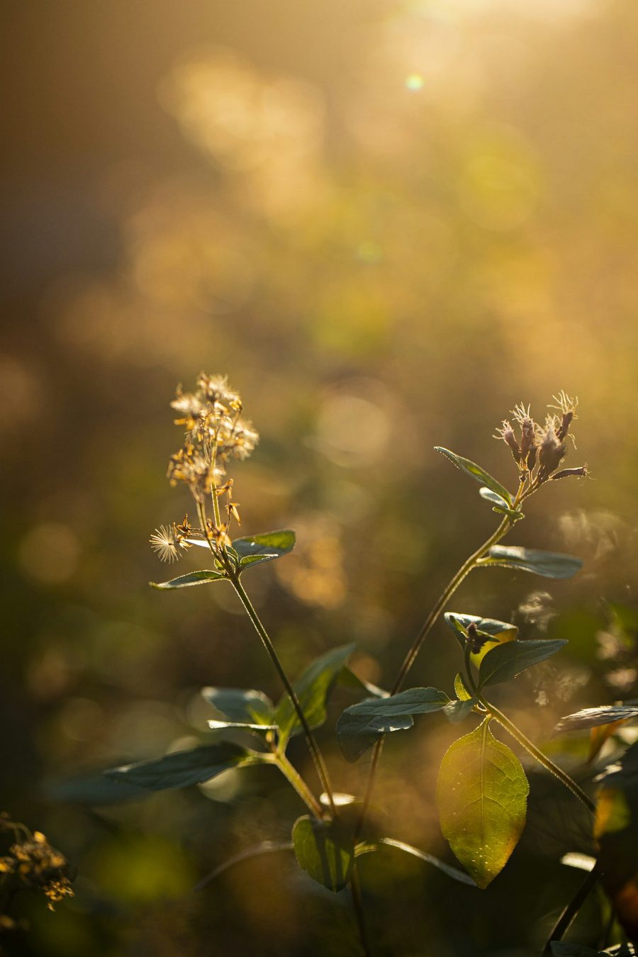 Plantas a contraluz bañadas por el sol de la tarde