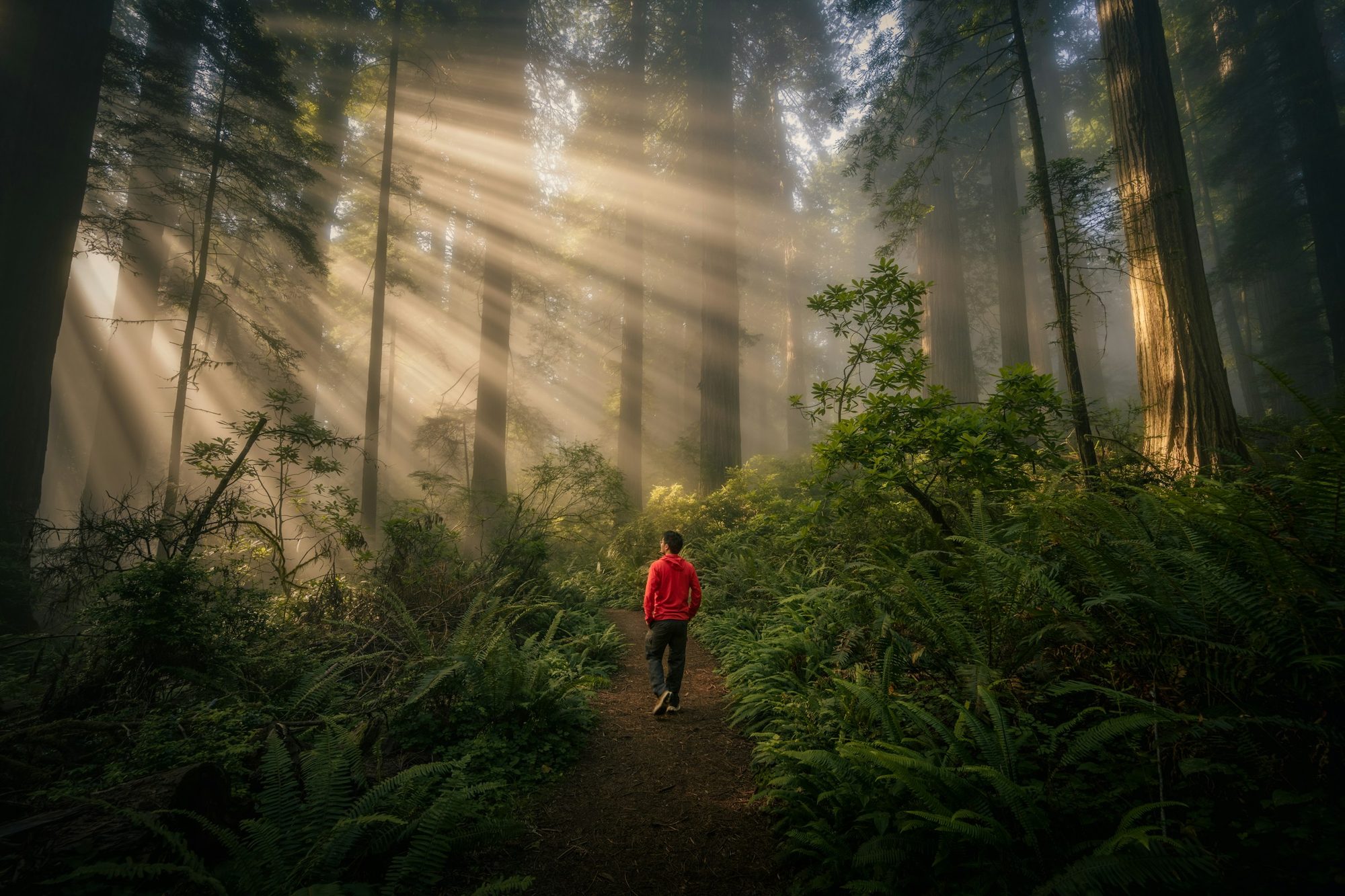Persona caminando por un sendero de bosque entre haces de luz y niebla